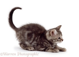 Tabby kitten pouncing