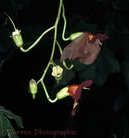 Gambian fruit bat