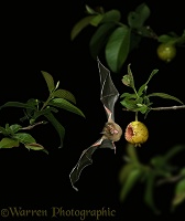 Short-tailed Fruit Bat