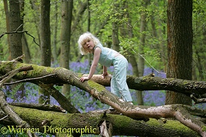 Little girl in climbing fallen tree Bluebell wood