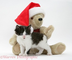 Black-and-white kitten and teddy bear