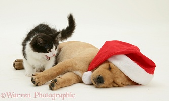Kitten and Retriever pup asleep with Santa hat