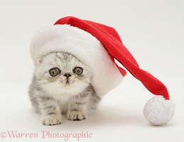 Silver tabby Exotic kitten wearing Santa hat