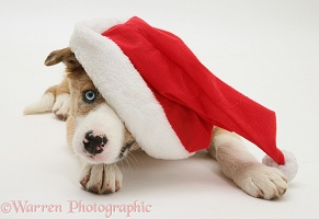 Border Collie pup wearing a Santa hat