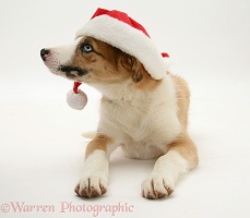 Border Collie pup wearing a Santa hat