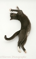 Burmese-cross cat stretching out on the floor