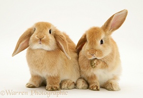 Young Sandy Lop rabbits