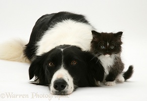 Border Collie and kitten
