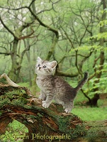 Kitten on log