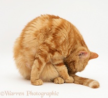 Red tabby British Shorthair cat licking her tail