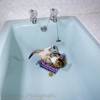 Tortoiseshell kitten playing in the bath