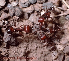 Harvester ants
