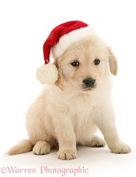 Golden Retriever pup wearing a Santa hat