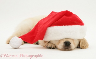 Sleepy Golden Retriever pup wearing a Santa hat
