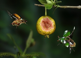 Green fruit beetles