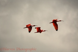 Scarlet Ibis