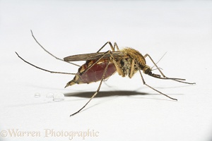 Mosquito engorged with blood