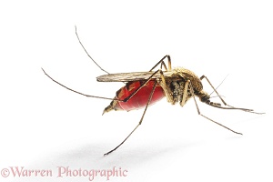 Mosquito engorged with blood