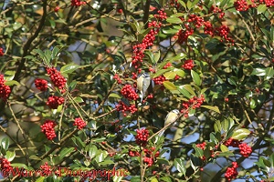 Holly berries with blue tits