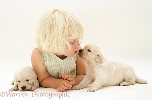 Little girl with Golden Retriever pups