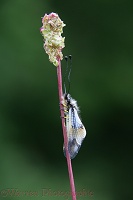 Ascalaphid at rest