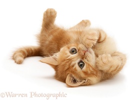 Playful ginger kitten