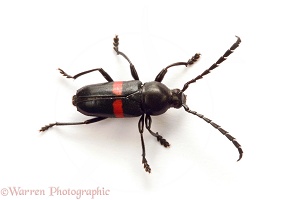 Tropical Longhorn Beetle