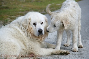 Maremma Sheepdog father and pup