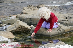 Little girl dibbling in a rock-pool at Kimmeridge