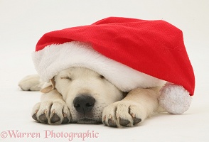 Retriever pup asleep wearing a Santa hat