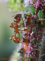 Red Ants and Nettle Aphids