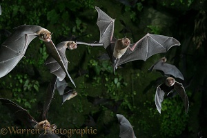 Insectivorous bats in flight