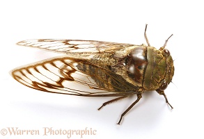 Trinidad cicada