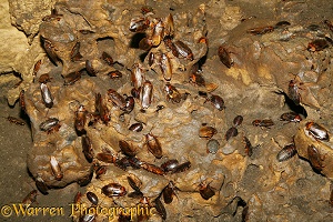 Cockroaches on the floor of a bat roosting cave