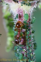 Red Ant and Nettle Aphids
