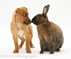 Puppy with fierce dwarf Rex rabbit