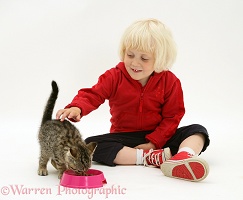 Little girl feeding a tabby kitten