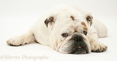 Red-and-white Bulldog with chin on floor