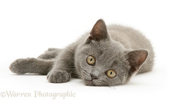British Shorthair blue kitten