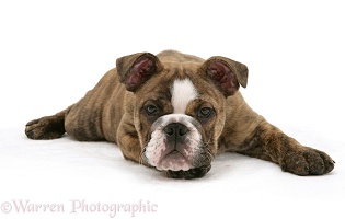 Bulldog pup lying down
