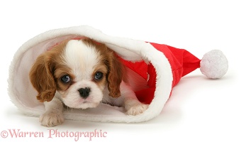 King Charles puppy in a Santa hat