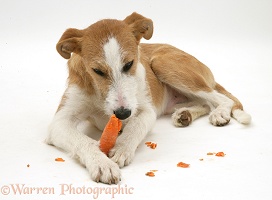 Lurcher chewing a carrot