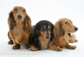 Three miniature Dachshunds