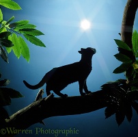 Black cat on sweet chestnut branch in bright sunlight