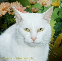 White Russian Blue-cross female cat