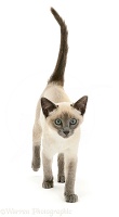 Blue-point Siamese kitten