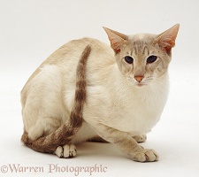 Lilac Tabby-point Siamese male cat