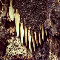 Honey Bee comb