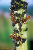Red ants and black aphids