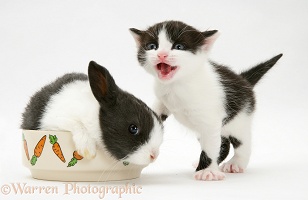 Black-and-white kitten with grey-and-white Dutch rabbit